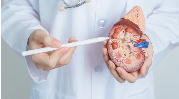 La enfermedad renal crónica afecta al 15% de la población adulta española y al 33% de los mayores de 65 años La enfermedad renal crónica afecta al 15% de la población adulta española y al 33% de los mayores de 65 años
