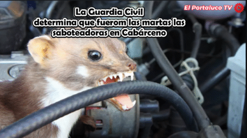 La Guardia Civil desvela el caso de los sabotajes de vehículos en Cabarceno Video: «Marta, la saboteadora en acción» La Guardia Civil desvela el caso de los sabotajes de vehículos en Cabarceno Video: «Marta, la saboteadora en acción»