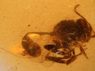 Descubren una nueva especie de avispa fósil en el ámbar de El Soplao