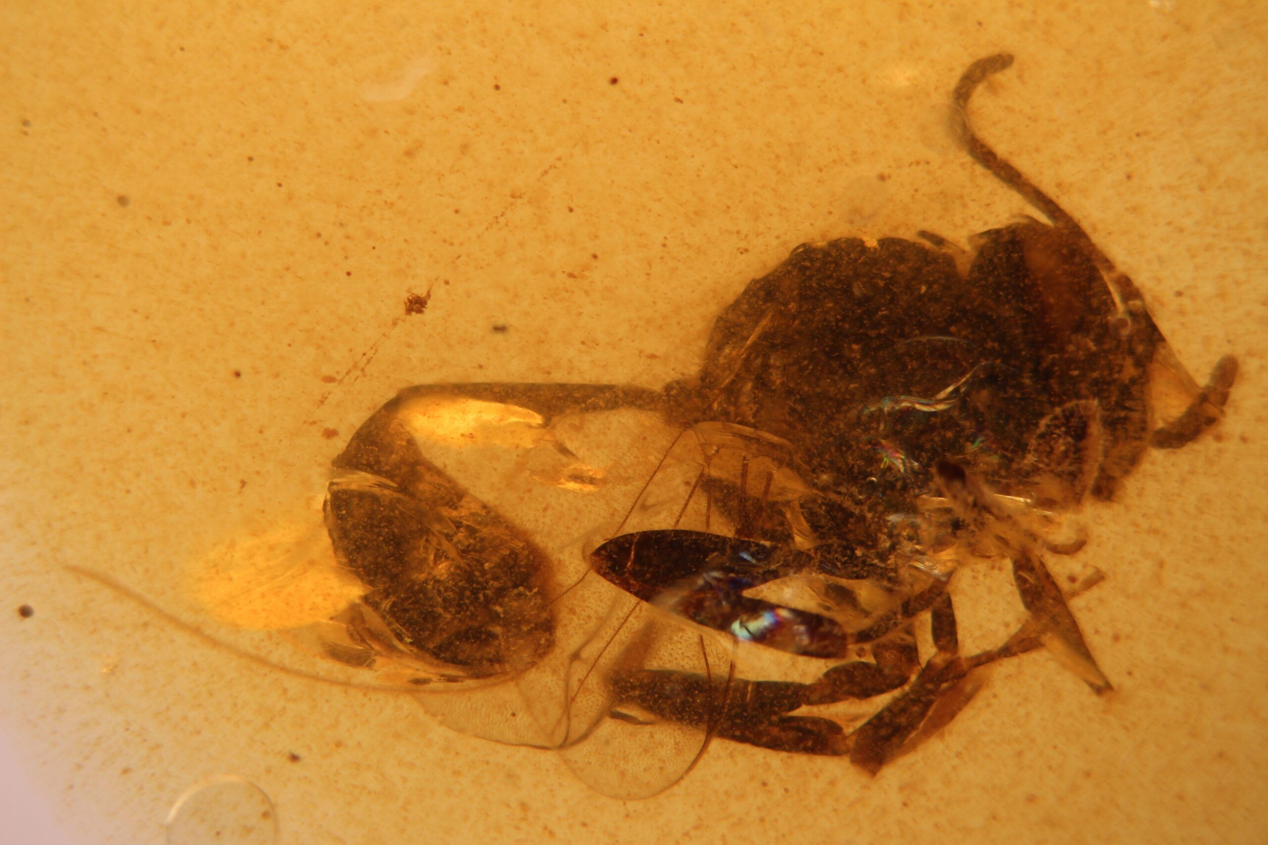Descubren una nueva especie de avispa fósil en el ámbar de El Soplao Descubren una nueva especie de avispa fósil en el ámbar de El Soplao